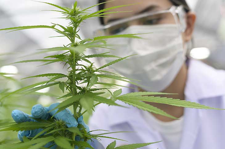 Cannabis ist bald auch legal {©Foto: iStock Tonefotografia)